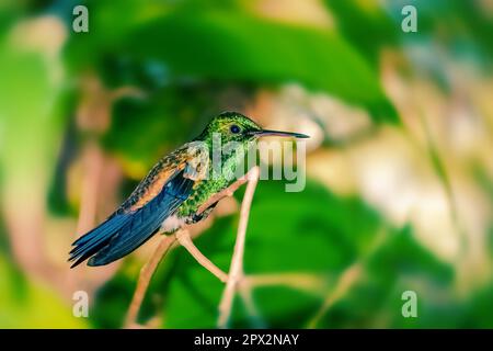 Hummingbird sur une branche de repos prenant pause Trinidad et Tobago fond vert en plein air Banque D'Images