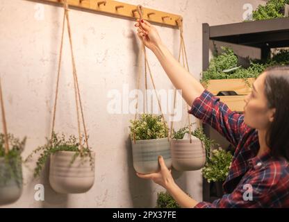 La femelle fixe le pot d'arbre en céramique sur le mur pour décorer dans la pièce domestique. Banque D'Images