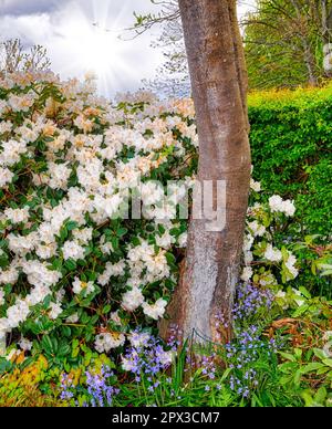 Rhododendron Dora Amateis fleurit dans un jardin magique avec un faisceau de soleil lumineux dans le ciel nuageux. De belles fleurs blanches fleurissent dans un Bush près d'un tr Banque D'Images