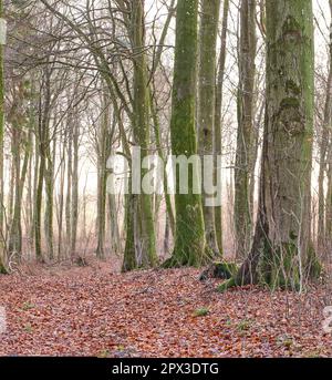 Paysage de beaucoup de troncs d'arbres couverts de mousse avec des branches sans feuilles dans un environnement sauvage non perturbé pendant l'automne. Chemin dans la nature avec sans feuilles Banque D'Images