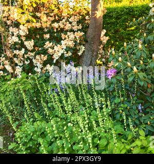 Vue sur le paysage des fleurs bluebell communes qui poussent et fleurissent sur des tiges vertes dans une cour privée ou un jardin isolé. Détail texturé de bloomin Banque D'Images