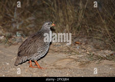 Natalfrankolin / Natal / francolin Francolinus natalensis Banque D'Images