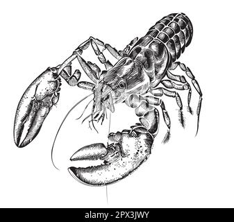 Dessin de homard dessiné à la main dans une illustration de style doodle Illustration de Vecteur