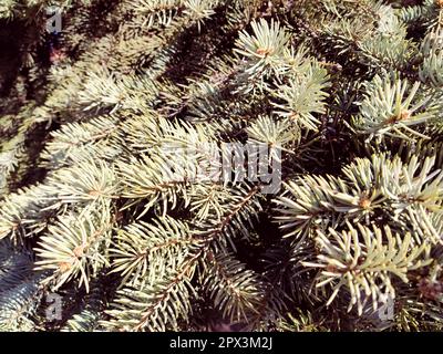 L'épinette de Picea, un genre d'arbres à feuilles persistantes de conifères de la famille des Pinaceae. Forêt de conifères. Branches et aiguilles d'épinette. Le problème de ecolog Banque D'Images