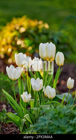 Jardin blanc ou Didiers plante de fleur de tulipe qui fleurit dans un jardin et un champ de forêt ou nature botanique au printemps. Gros plan sur Tulipa gesneriana en pleine croissance i Banque D'Images