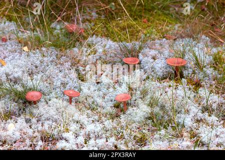 Mon jardin. Survoler le champignon rouge agarique qui pousse dans la nature en hiver. Groupe de champignons toxiques exotiques qui crachent dans un champ herbacé. Indice toxique Banque D'Images