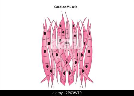 Muscle cardiaque Illustration de Vecteur