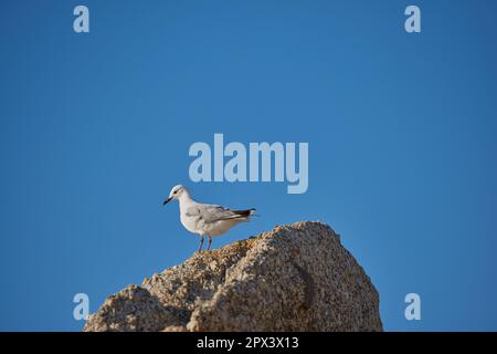 Mouette solitaire luttant pour trouver de la nourriture en raison des effets du changement climatique et de la montée du niveau de la mer. Paysage sauvage avec un oiseau sur un rocher ou un groupe de rock Banque D'Images