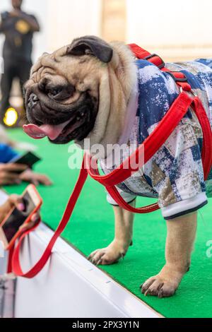 Chiens participant à un événement organisé par une compagnie de nourriture pour chiens en Inde. Banque D'Images