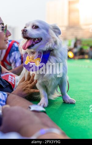 Chiens participant à un événement organisé par une compagnie de nourriture pour chiens en Inde. Banque D'Images