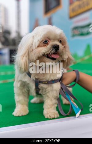 Chiens participant à un événement organisé par une compagnie de nourriture pour chiens en Inde. Banque D'Images