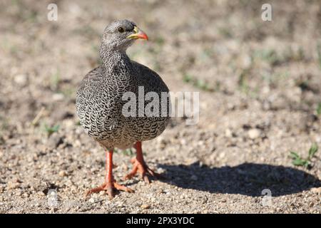 Natalfrankolin / Natal / francolin Francolinus natalensis Banque D'Images