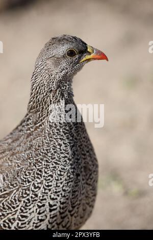 Natalfrankolin / Natal / francolin Francolinus natalensis Banque D'Images