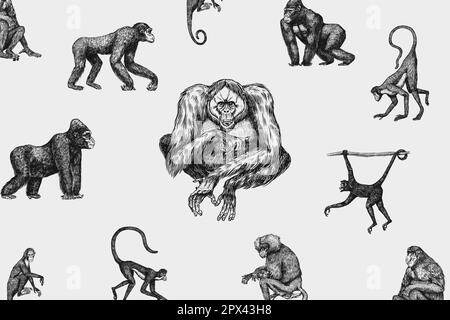 Bonobo ou chimpanzé, gorille de l'Ouest, Orangutan dans un style vintage. Singe colombien de capucins de Proboscis. Singe araignée ou Muriqui du Sud . Main Illustration de Vecteur