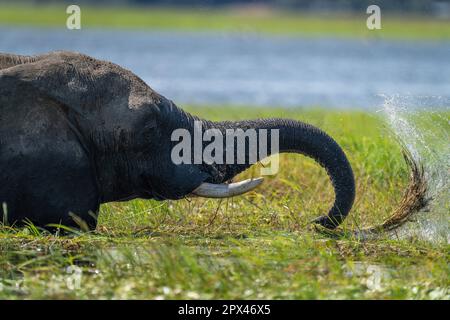 Gros plan de l'herbe de lavage des éléphants du Bush africain Banque D'Images