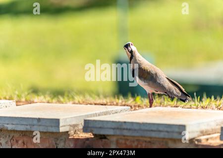 vanellus chilensis dans le parc de la ville. Banque D'Images