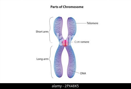 Chromosome Illustration de Vecteur