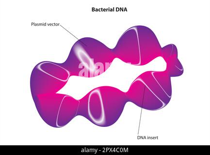 ADN bactérien Illustration de Vecteur