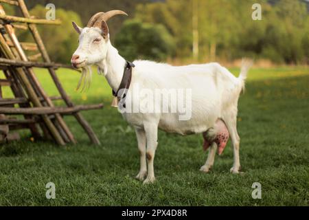 Chèvre debout à côté de hay stand. Banque D'Images