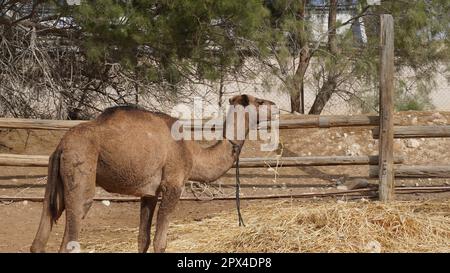 Un jeune dromadaire, Camelus dromedarius, également appelé chameau arabe, chameau à une bosse Banque D'Images