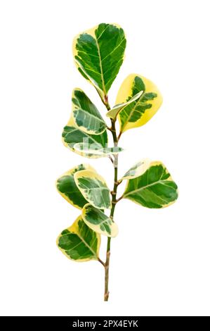 isolats de feuilles de vigne sur fond blanc Banque D'Images