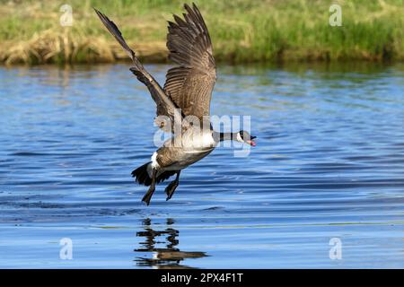 Une OIE canadienne qui vole de l'autre côté du lac se hante bruyamment avec sa langue coincée hors du lac. Banque D'Images