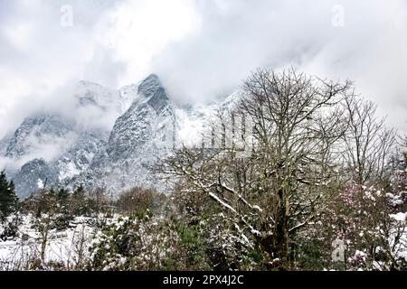 Yumthang Valley, au nord de Sikkim est un paradis sur terre, qui est plein de merveilles naturelles et de beauté pittoresque. Banque D'Images