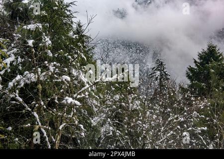 Yumthang Valley, au nord de Sikkim est un paradis sur terre, qui est plein de merveilles naturelles et de beauté pittoresque. Banque D'Images