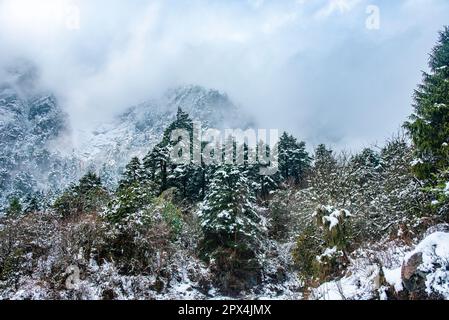 Yumthang Valley, au nord de Sikkim est un paradis sur terre, qui est plein de merveilles naturelles et de beauté pittoresque. Banque D'Images