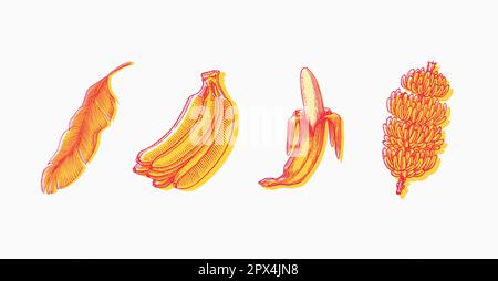Fruits de banane et feuilles de palmier. Dessiné à la main avec de l'encre dans un style vintage. Motif graphique linéaire. Cuisine végétarienne détaillée. Illustration vectorielle pour l'étiquette Illustration de Vecteur