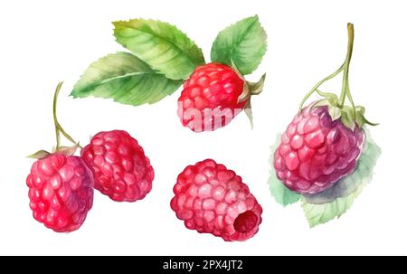 définir l'illustration de l'aquarelle vectorielle des framboises rouges mûres isolées sur fond blanc Illustration de Vecteur