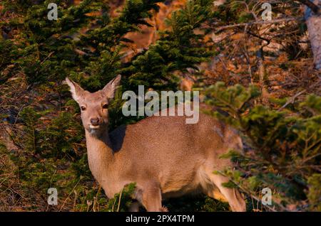 Cervus nippon yesoensis femelle. Parc national de Shiretoko. Péninsule de Shiretoko. Hokkaido. Japon. Banque D'Images