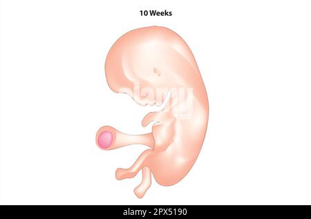 Anatomie du fœtus de 10 semaines Illustration de Vecteur