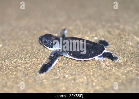 Bébé Green Turtle, Chelonia mydas, sur le sable de la plage de Sukamade à l'est de Java en Indonésie Banque D'Images