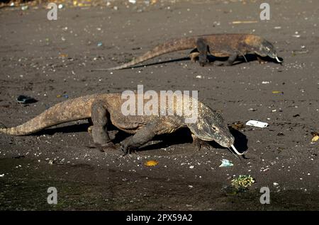 Les Dragons de Komodo, Varanus komodoensis, paire walking on beach, Horseshoe Bay, au sud de Rinca Island, le Parc National de Komodo, Indonésie Banque D'Images