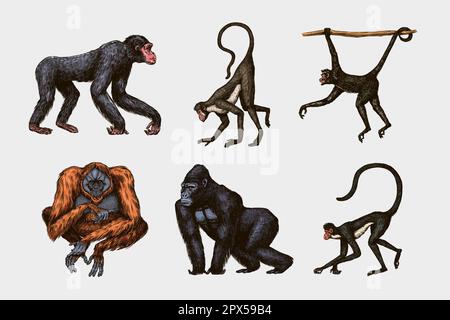 Bonobo ou chimpanzé, gorille de l'Ouest, Orangutan dans un style vintage. Singe colombien de capucins de Proboscis. Singe araignée ou Muriqui du Sud . Main Illustration de Vecteur