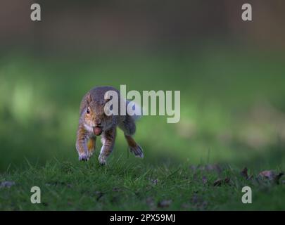 Gris Squirrel Sciurus carolinensis courant et bondissant du sol tout en portant un vieux gland dans sa bouche, North Norfolk, Royaume-Uni Banque D'Images