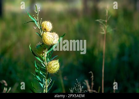 Plante herbée de la bague de coton à feuilles étroites (Gomphocarpus fruticosus) Banque D'Images