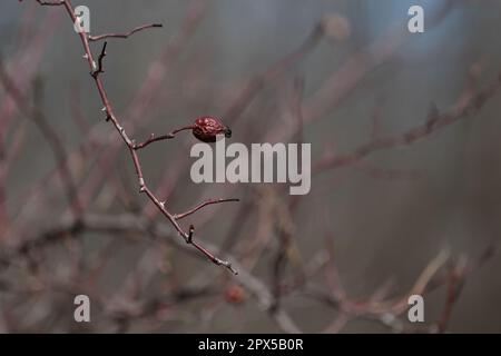 Les hanches de rose sèches, la rose de chien ou la plante de rose sauvage au printemps, la plante sèche dans la nature. Banque D'Images