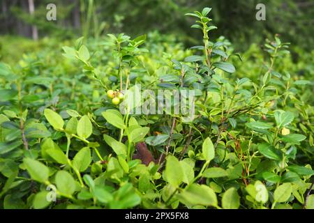 Le Vaccinium myrtillus, un arbuste à faible croissance, une espèce du genre Vaccinium de la famille des Heatheraceae. Forêt bleu sauvage Banque D'Images