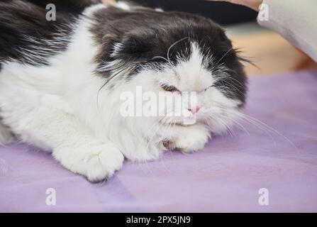 Chat persan bicolore est assis sur sa maison Banque D'Images