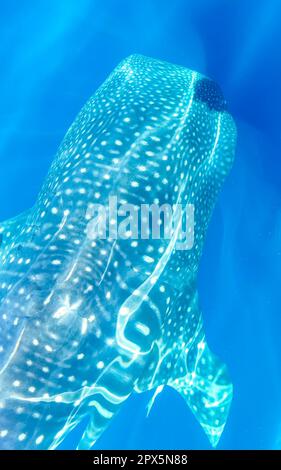 Immense et magnifique requin baleine nage sur la surface de l'eau lors d'une excursion en bateau à Cancun Quintana Roo Mexique. Banque D'Images