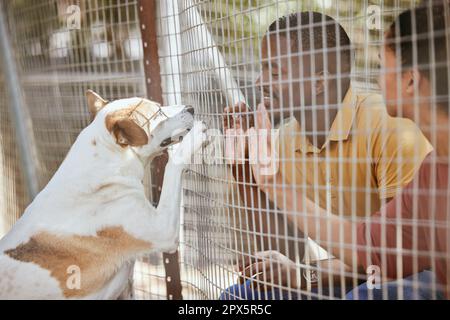 Clôture, chien ou couple avec empathie dans un refuge d'adoption ou un centre sans-abri pour les chiens aidant à sauver des animaux. L'amour, l'espoir ou les gens noirs heureux se liant Banque D'Images