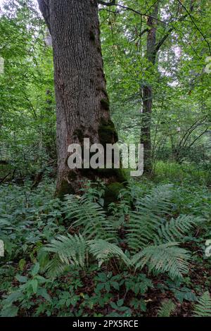 Mousse d'érable monumentale enveloppée d'une fougères en premier plan, Bialowieza Forest, Pologne, Europe Banque D'Images