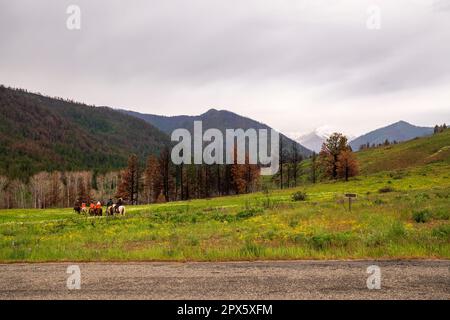 Les cavaliers en blousons de pluie orange font un sentier sur Sun Mountain, à côté d'arbres endommagés par les feux sauvages et avec une vue sur Goat Peak près de Winthrop, Washing Banque D'Images