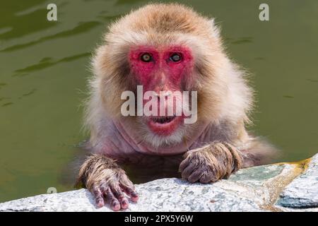 Macaque japonais (Macaca fuscata) se baignant dans une source chaude volcanique à la vapeur (onsen) sur l'île du nord de Hokkaido (Hakodate) Banque D'Images