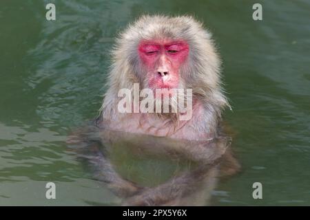 Macaque japonais (Macaca fuscata) se baignant dans une source chaude volcanique à la vapeur (onsen) sur l'île du nord de Hokkaido (Hakodate) Banque D'Images