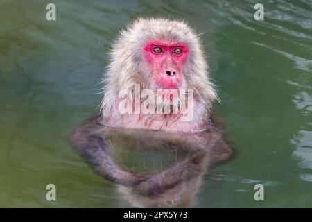 Macaque japonais (Macaca fuscata) se baignant dans une source chaude volcanique à la vapeur (onsen) sur l'île du nord de Hokkaido (Hakodate) Banque D'Images