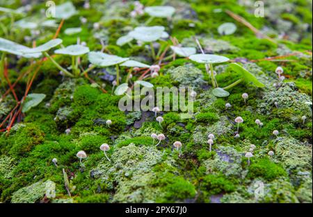 Petit champignon poussant entre les navellotes sur l'écorce humide d'arbre vert. Gros plan Banque D'Images