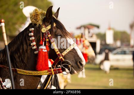 Portrait en gros plan d'une belle jeune étalon de châtaignier. Photo d'un cheval de race sur fond naturel Banque D'Images